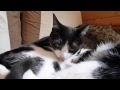 猫カフェ・ねこちぐらの猫