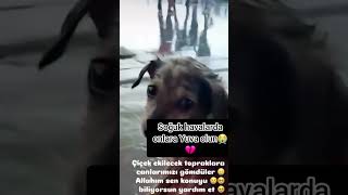 Çok Masum Bakıyor