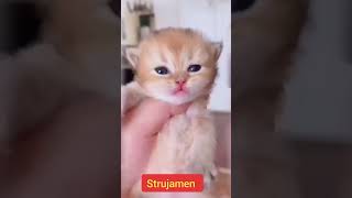 Prelepa Mala Maca Mjauče Kao Igračka