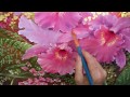 flower painting