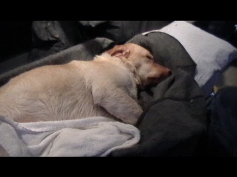 Dog treated in ambulance for hypothermia