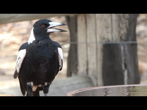 Australian Magpies coping in the Summer heat