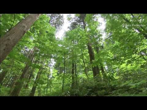 日本一高い天然秋田杉