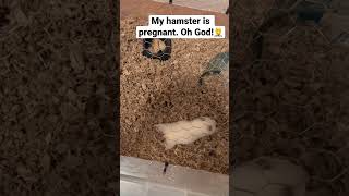Pregnant Hamster