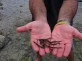 Brittle star