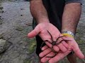Brittle star