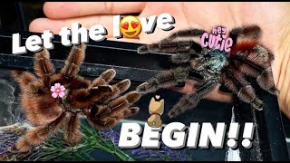 Mating The Most Beautiful Tarantula Species In The World In My Opinion