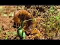 image World S Deadliest Cannibal Scorpions Fight To Death