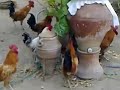 Five Funny Videos اغتصاب جماعي بالمغرب