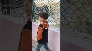 New Zebra And Bara Singah