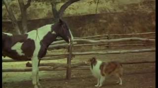 Lassie - Adventures Of Neeka (1968)