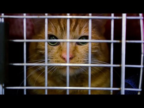 feral cat spay neuter project feral cat spay neuter project
