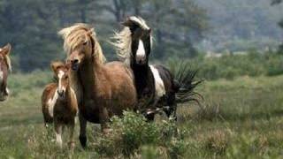 Watch John Denver Ponies video
