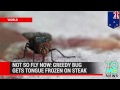 Fly gets tongue stuck on frozen steak in incredible close-up video filmed in New Zealand
