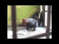 Love a Chimpanzee Day!.m4v