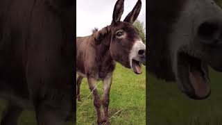 Braying Laughter Donkey Comedy Corner