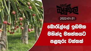 2022-01-31| Neth Fm Balumgala