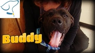 Adopted Buddy Lucas Canine Care And Control