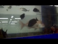 釣太郎スタッフのマダイの釣果