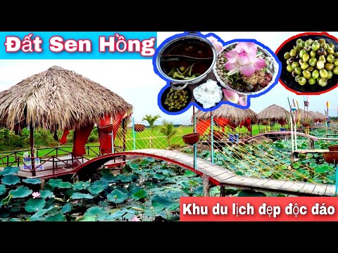 Khu du lịch Đất sen đẹp rực rỡ với biển sen đang thi nhau khoe sắc tại Miền tây | Khương nhựt minh