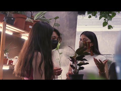 House plants near me: Semillas Plant Studio Chicago in Pilsen grows community one seed at a time