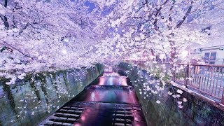 Calm Piano Music & Beautiful Instrumental Music with Birds Singing, Warter's Sound