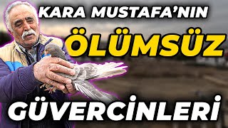 1500 METRE GİDEN GÜVERCİN! (70 İla 100 Takla) - Kuşçu Kara Mustafa Arslantaş