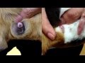 How to sex guinea pigs / Male vs Female difference - New Farm Vet