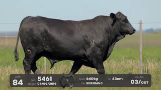 LOTE 84 - TOUROS BRANGUS - LEILÃO SÃO BIBIANO 2021