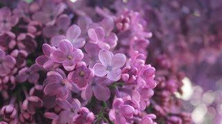 Peaceful Relaxing Instrumental Music, Calm Meditiation and Spa Music "Summer Glow" by Tim Janis