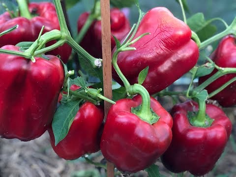УСПЕЙТЕ СДЕЛАТЬ ЭТО С ПЕРЦЕМ СЕЙЧАС ЧТОБЫ БЫСТРЕЕ СОЗРЕЛИ ПЛОДЫ! УСПЕЙТЕ СДЕЛАТЬ ЭТО С ПЕРЦЕМ СЕЙЧАС ЧТОБЫ БЫСТРЕЕ СОЗРЕЛИ ПЛОДЫ!