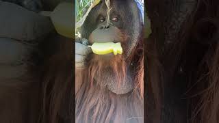 Male Orangutan Enjoys Special Treat.