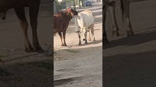 Gau Mata Ko Roti De Gau Mata Mein 33 Karod Devi Devta Nivas Karte Hain Jay Shri Krishna