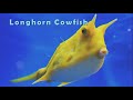 weird marine animals