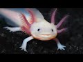 weird marine animals