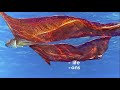 weird marine animals