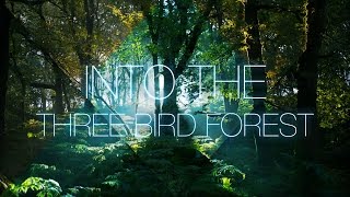 Into The Three Bird Forest Into The Three Bird Forest