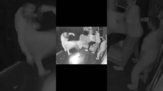 Viral
