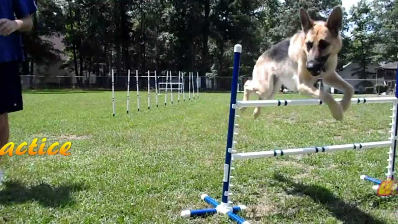 Leela the german shepherd dog (Agility 7) YouTube