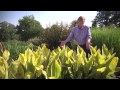 Growing Cannas | At Home With P. Allen Smith