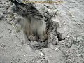 <br />Терра - Н обладает