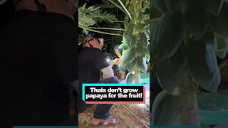 Thais Dont Grow Papaya For The Fruit