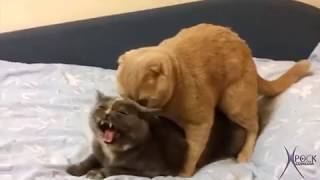 Gatos engraçados | gatos fofos | Funny cats #2