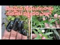 గుంటగలగర ఆకు/ కాటుక ఆకు/Bhringraj/uses/ఎలా గుర్తించాలి? /How to identify bhringraj plants?