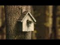 Robinsons 'Bird house'