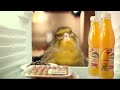 Robinsons 'Bird house'