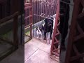 hello says the dog
