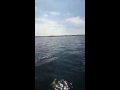 Delfin dræber Marsvin i Lillebælt