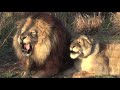 Funny Crazy BIG CAT SOUNDS!