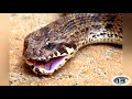 15 Most Venomous Snakes in the World